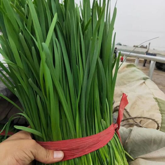  精品韭菜大量上市