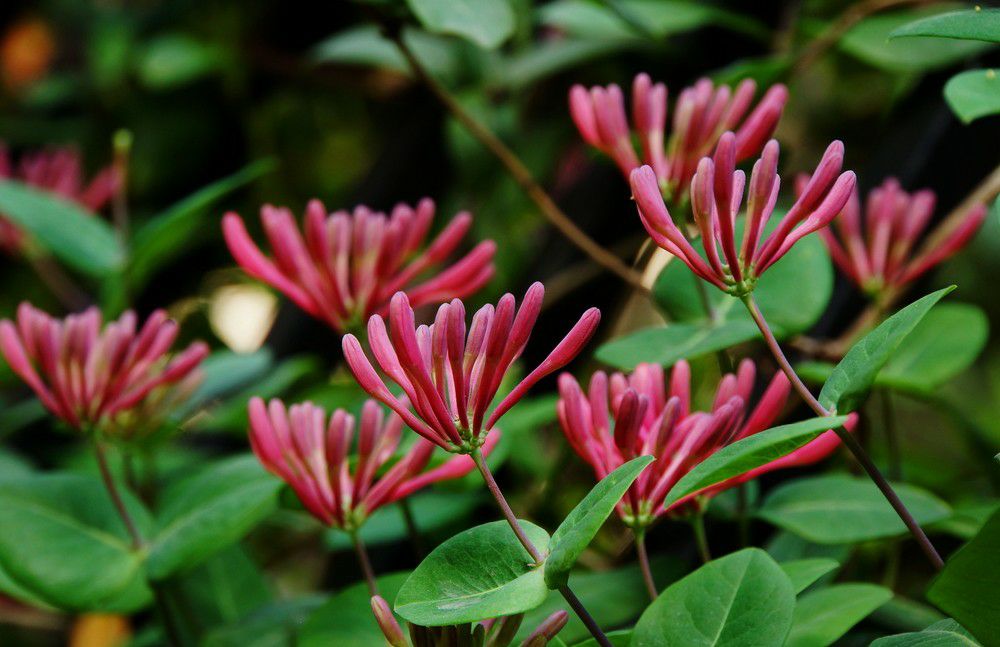  红色金银花苗 正品红色金银花苗 一级苗保证成活