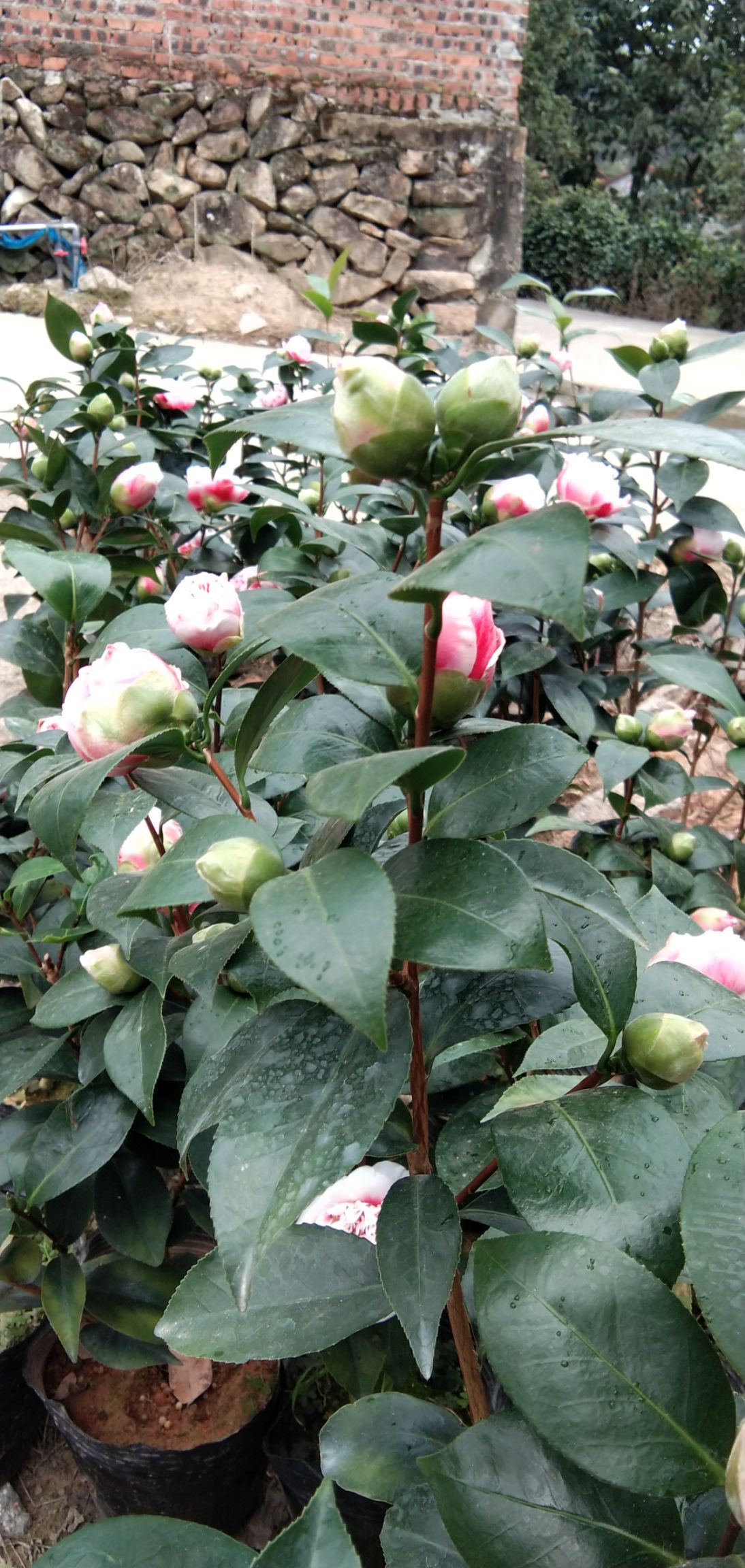  龙火珠茶花盆栽花卉