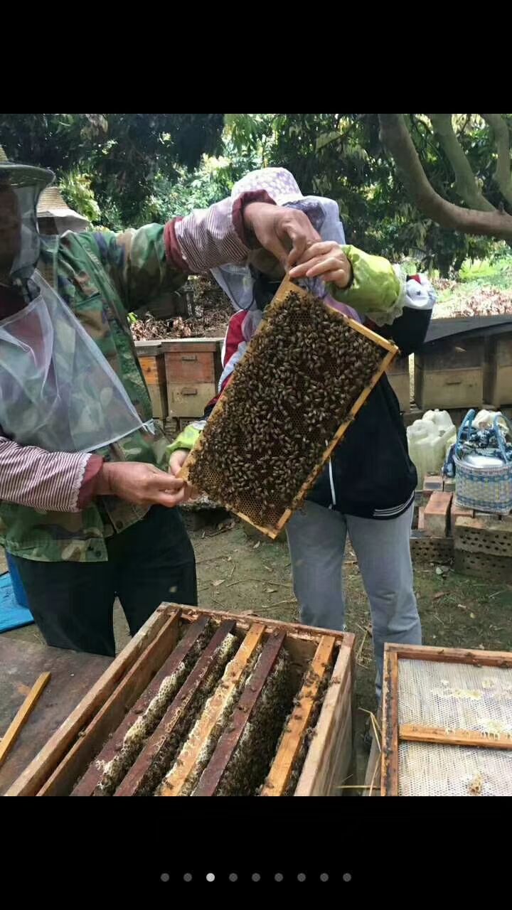隆安县九龙腾蜜 广西深山特有的九龙藤中药蜜  纯度浓度  识货的老板详谈