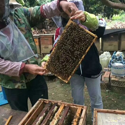 隆安县九龙腾蜜 广西深山特有的九龙藤中药蜜  纯度浓度好  识货的老板详谈