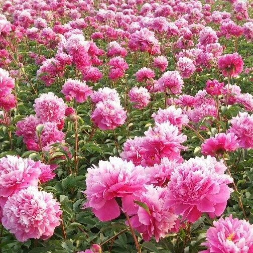 菏泽 观赏芍药，切花芍药，芍药花，插花芍药