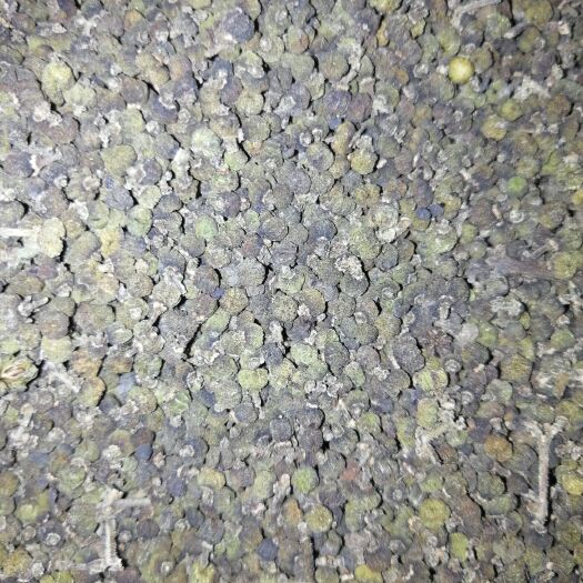 德江县 贵州吴茱萸