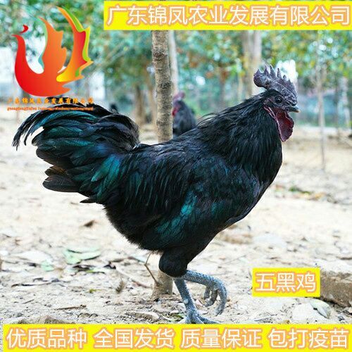 南宁 五黑鸡苗  提供技术指导