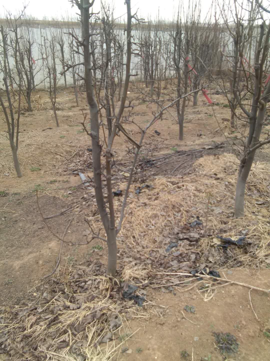 皇冠梨苗 大量出售建园梨苗，梨树多种规格都有！