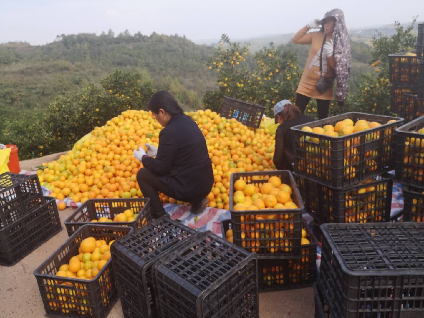麻阳冰糖橙通货0.5元产地直发实力诚信代办