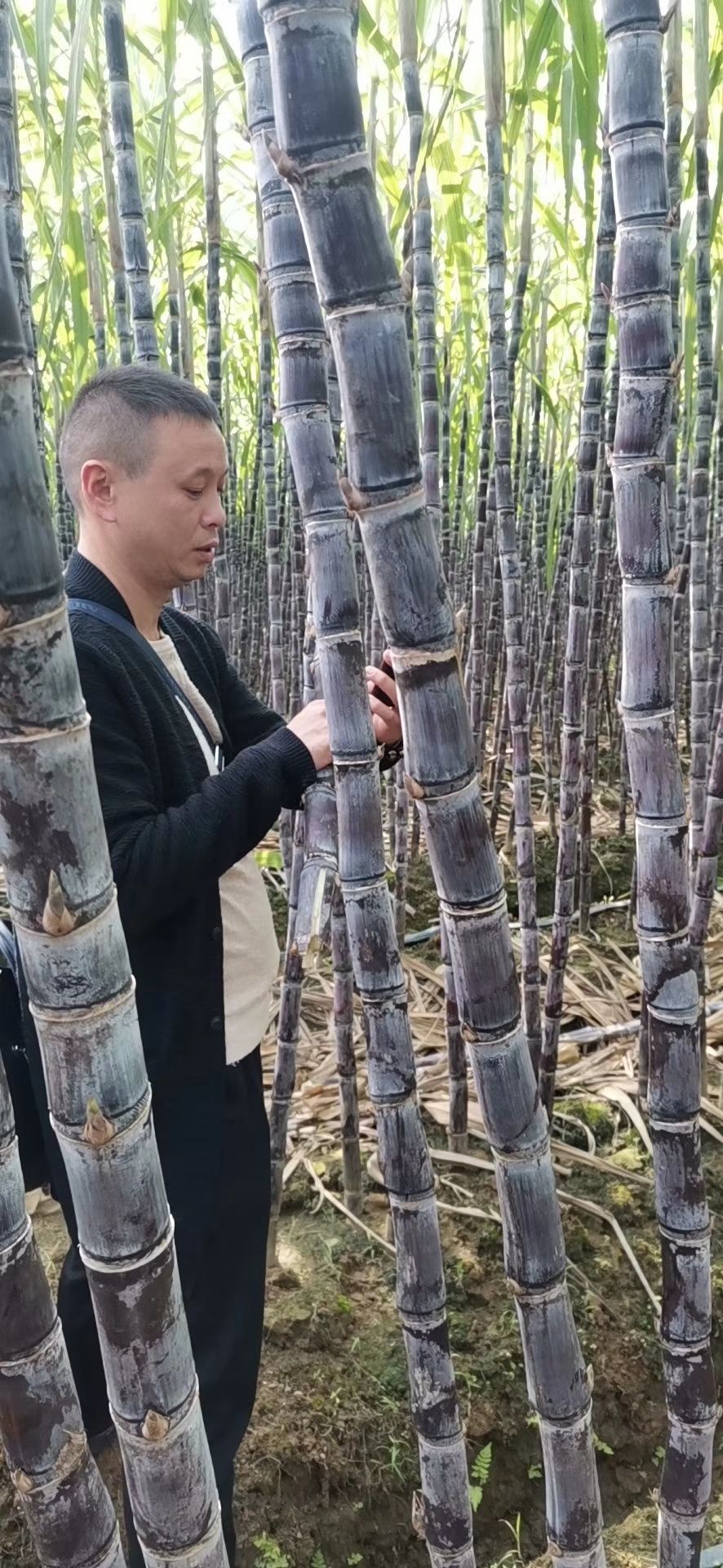 广西黑皮甘蔗产地直销