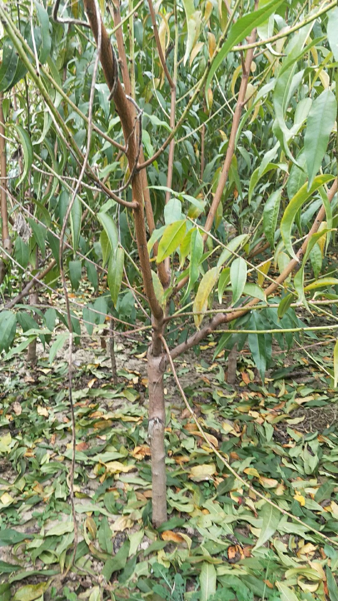  桃树苗 中华寿桃 巨型桃王平均果种400克二年嫁接苗