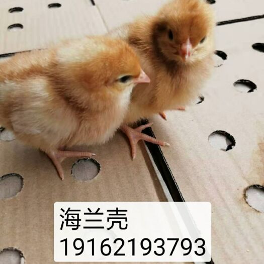 南宁海兰褐壳蛋鸡  海兰壳
