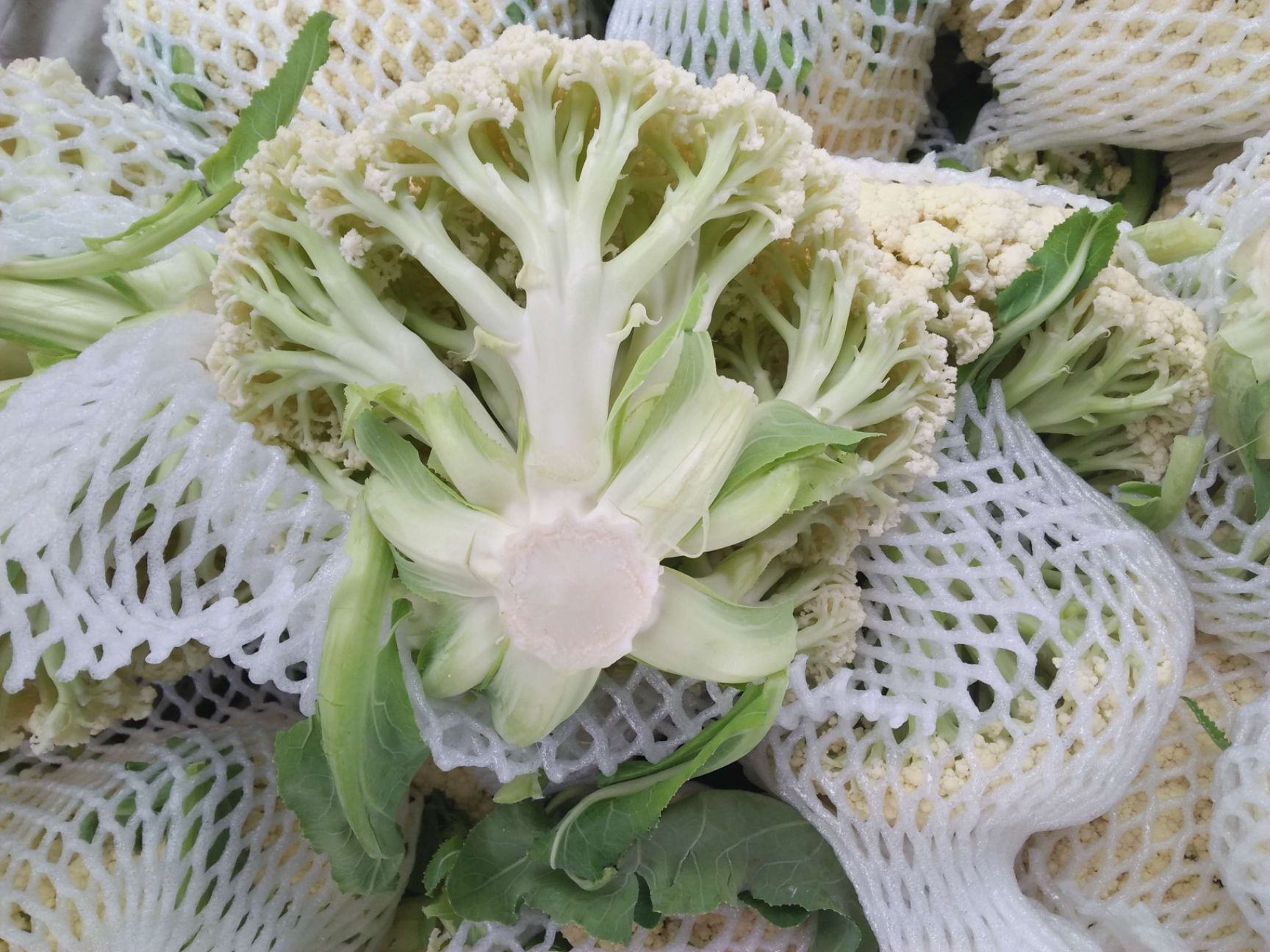 白花菜  精品有机花菜