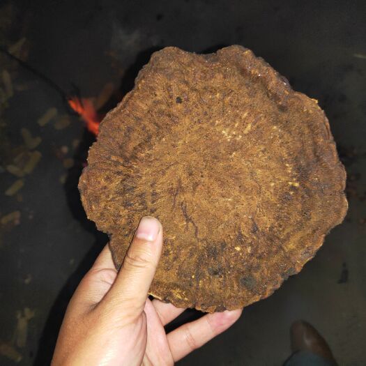 石棉县精品高海拔大黄干货，含量，欢迎药厂大采购商长期合作