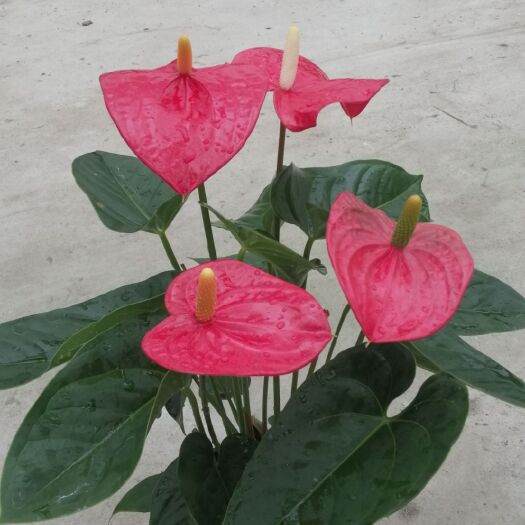 泗阳县红掌170