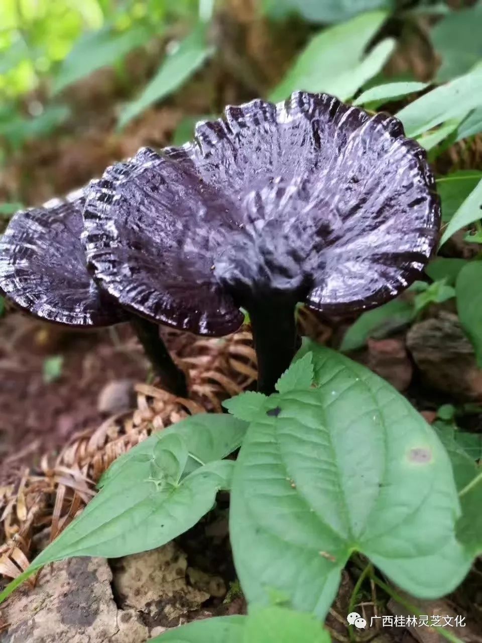 黑灵芝  深山生态灵芝