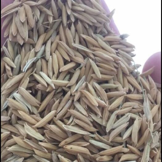 惠州百香优125 百香125，，软，香