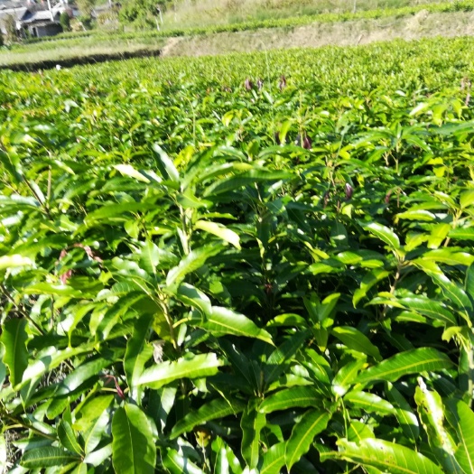 景东县景东晚熟芒果苗