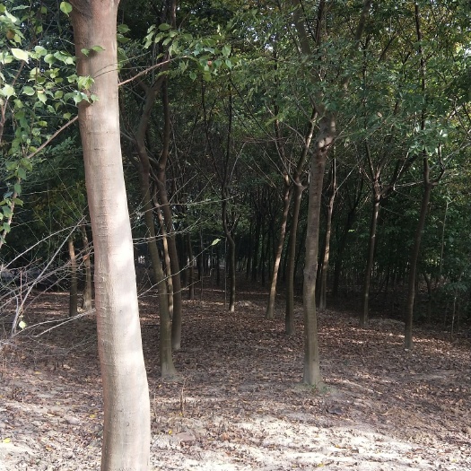 孝感 朴树
