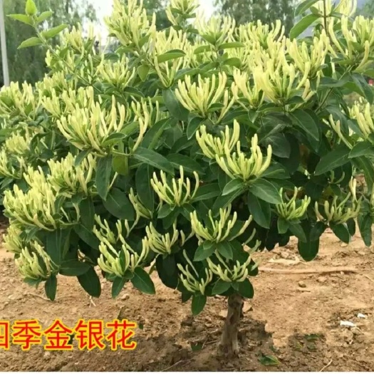 四季金银花苗 四季金银花树苗，树型金银花当年开花品种纯正盆栽地栽开花集中。