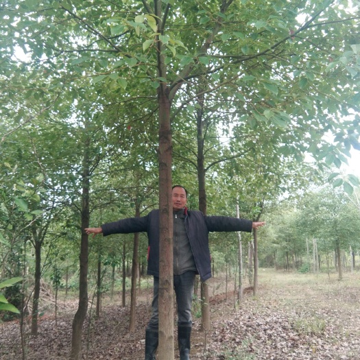 澧县 自家的原生香樟，桂花，枫香可批量供应。