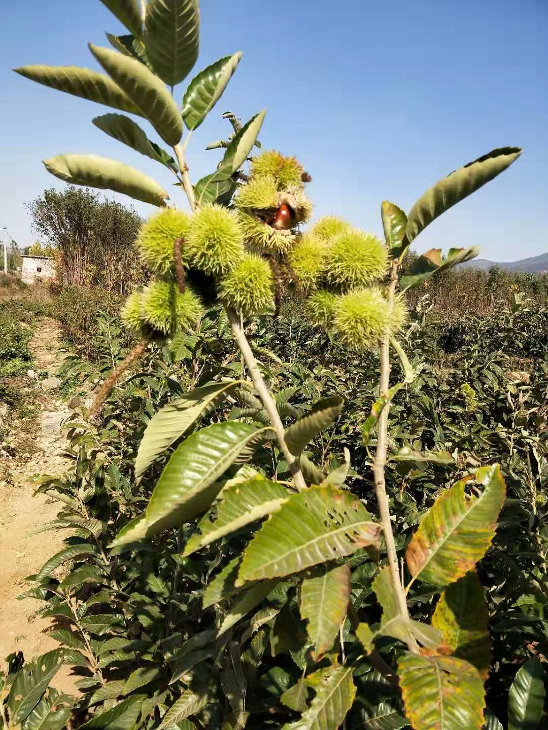  大红袍板栗苗