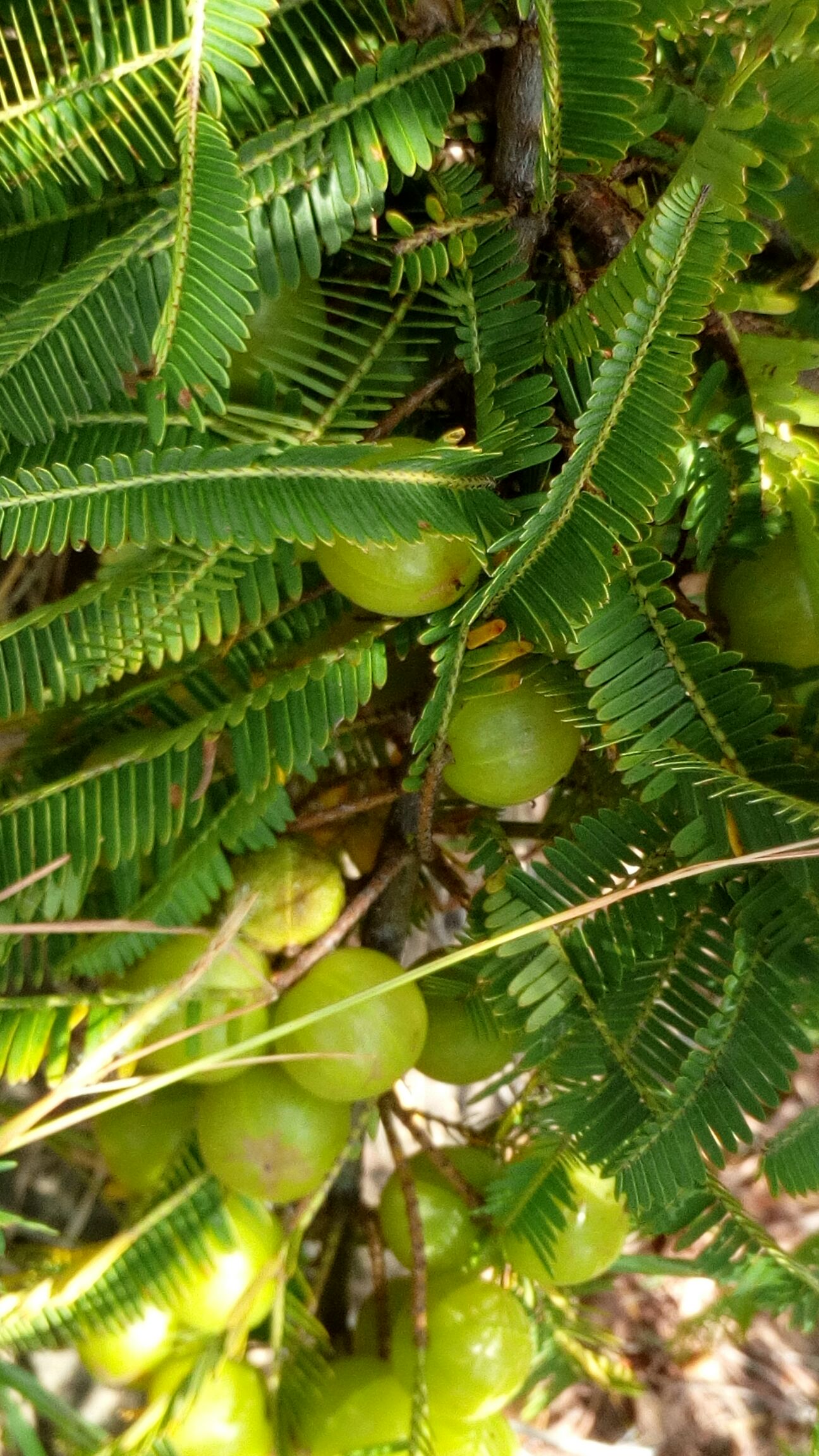 余甘果  橄榄果有货40吨需要的老板来合作