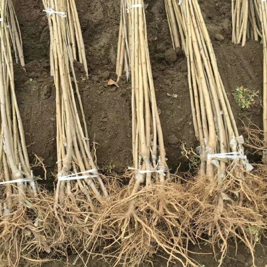 泰安 俄罗斯8号樱桃苗 吉塞拉俄八樱桃苗基地
吉塞拉樱桃苗种植技
