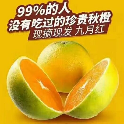 秭归县九月红脐橙 上市中的果冻橙