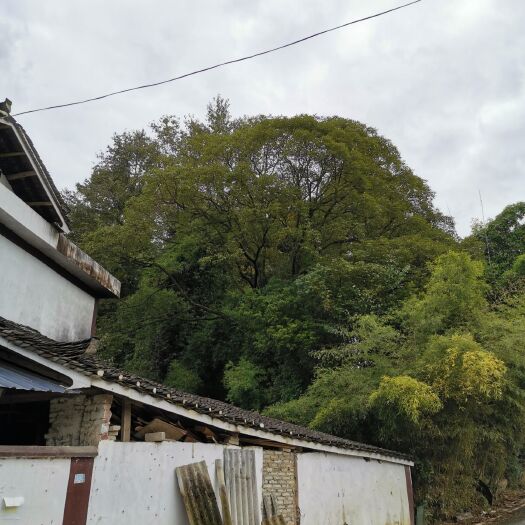 湄潭县 小叶香樟