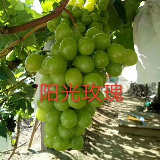 平邑县阳光玫瑰葡萄苗 品种保证 基地直销现挖现发