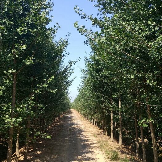 邳州市银杏实生苗  1-15-40公分银杏树价格，苗圃批发