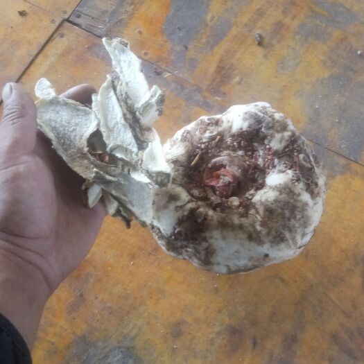 永德县魔芋干片 野生魔芋加工，需要干魔芋片的老板请联系