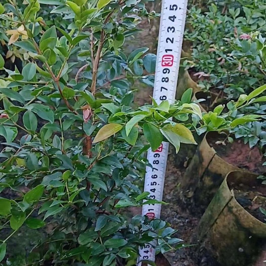 广州 沙巴嘉宝果
