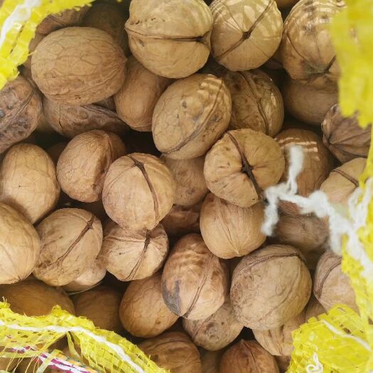 巩留县 阿克苏185品种纸皮核桃
