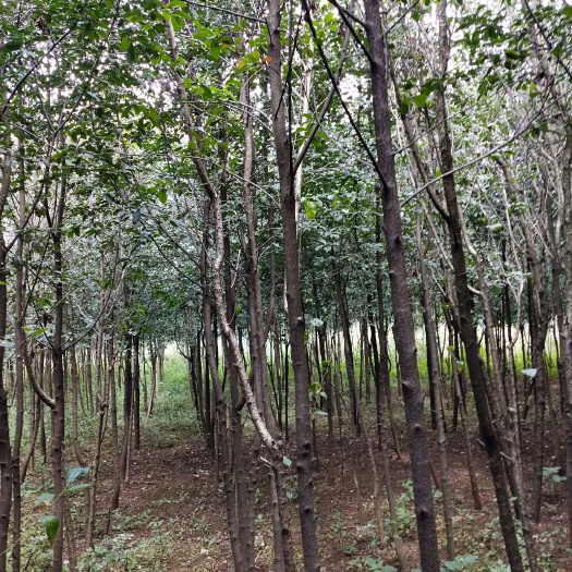 宜良县 球花石楠米径3公分以上袋苗地苗都有，有五万棵以上需要的赶紧
