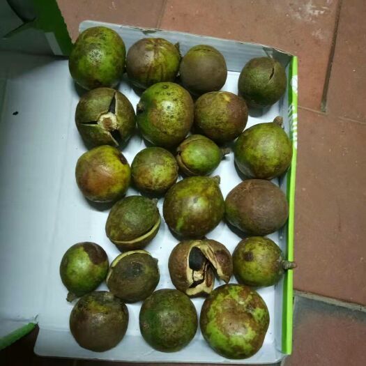  干茶籽 新活