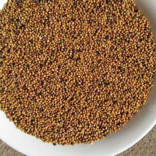 四子王旗油菜籽  菜籽