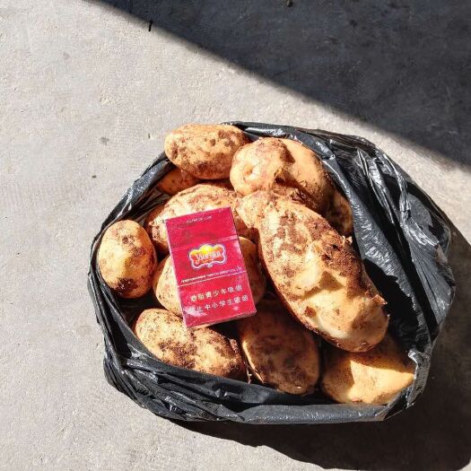 陆良县丽薯6号 高海拨高品质