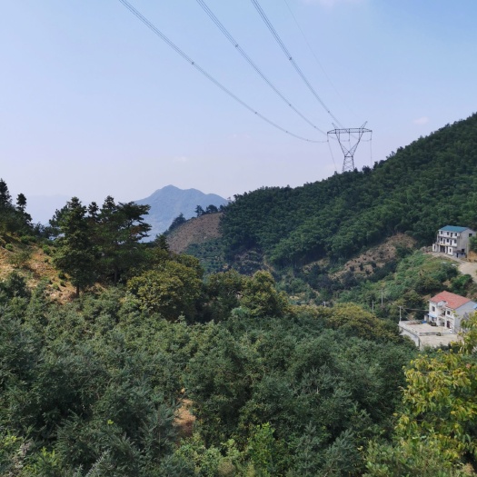 诸暨市5A高山高品质香榧