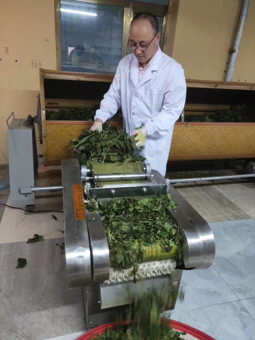 桑葚茶 大清国母孝庄皇太后故里科尔沁草原古桑神茶