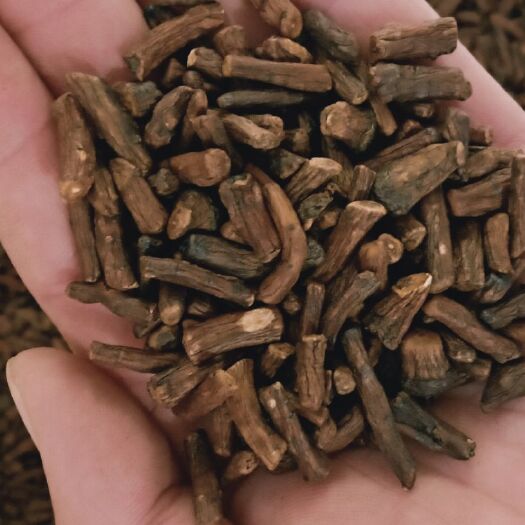 安国市蒲公英茶 蒲公英根茶