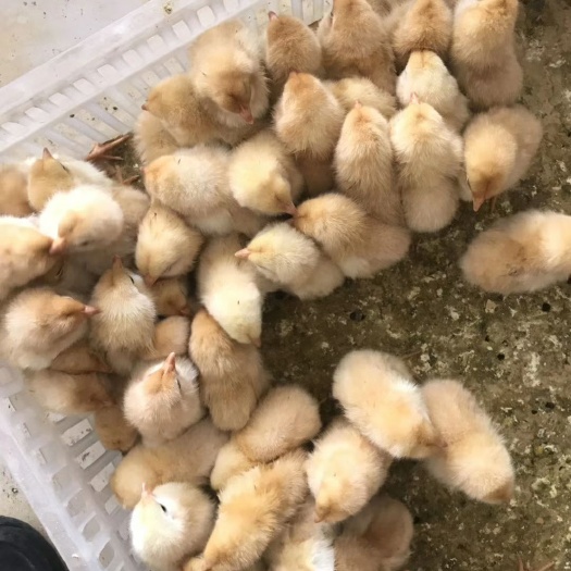 南宁 三黄鸡苗，中三黄公苗，大三黄公苗