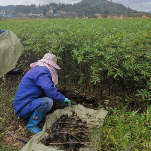 关岭县青花椒苗 正品九叶青椒杯苗