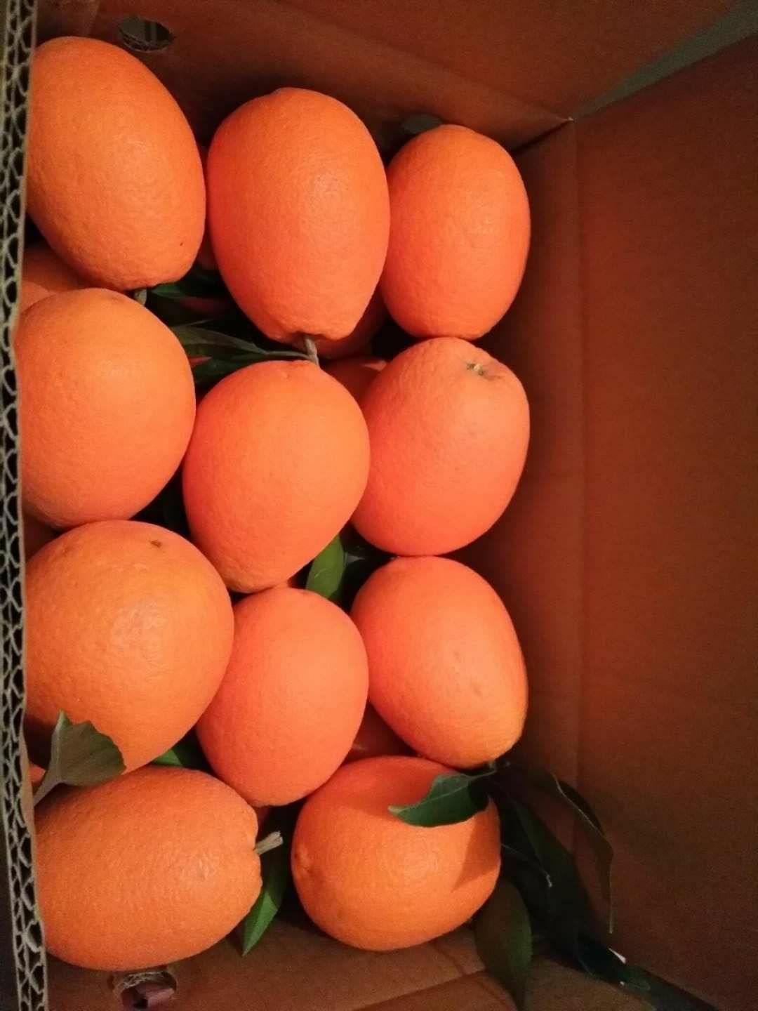 正宗重庆奉节脐橙 纽荷尔 福本代收代办，一件代发全国招商