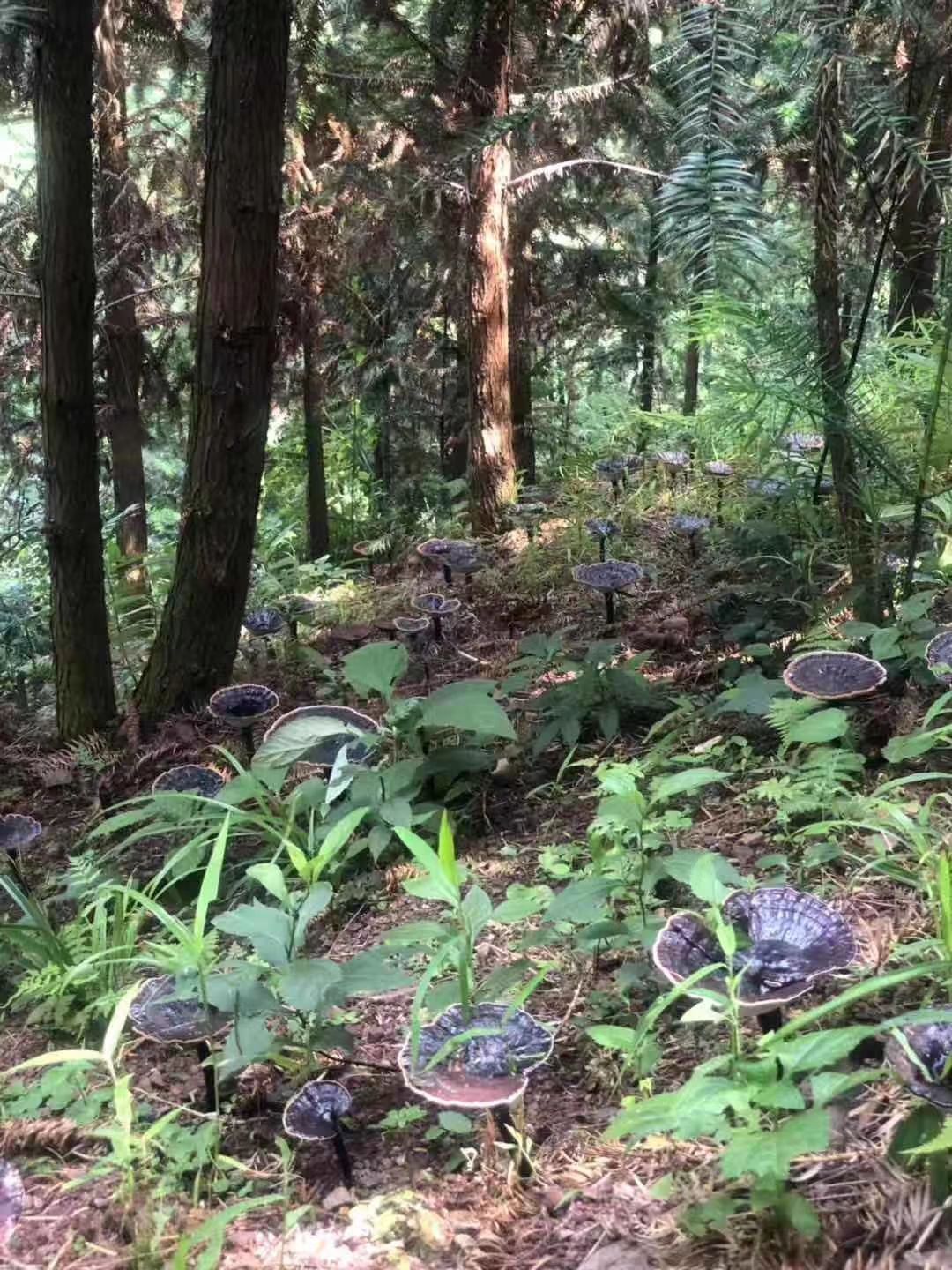 黑灵芝  深山生态灵芝