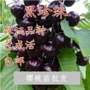平邑县布鲁克斯樱桃树苗 樱桃树苗