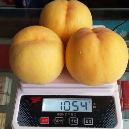 丰县 黄金密4号桃树苗