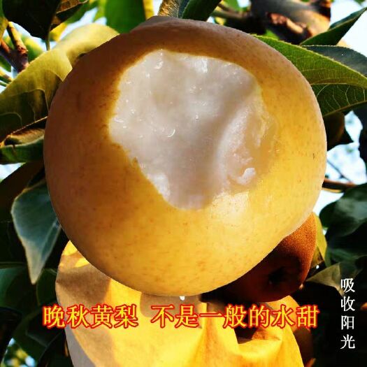 温县 晚秋黄梨