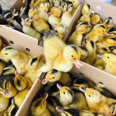  青头鸭苗  孵化直销  包打疫苗  包到家  包运费