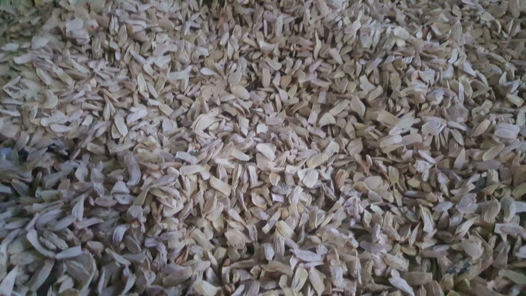 柚子种子 红心柚种子 柚子种子 沙田柚种子别人拿它冒充酸柚