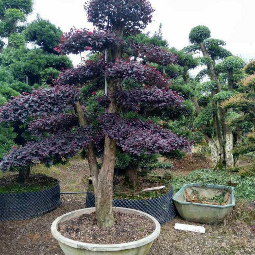 长沙县 大量供应造型红花继木盆景和地苗，欢迎新老客户订购