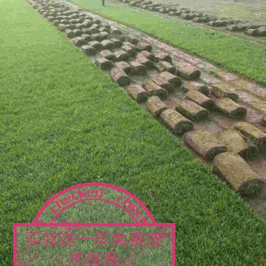  京津翼草坪销售基地，园林绿化，草皮价格
